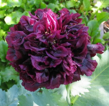 250 Organic PEONY POPPY MIX Papaver Paeoniflorum Mixed Colors Red, White, Pink, Black, Purple, Salmon, Bronze, Lilac, & Bicolor Flower Seeds